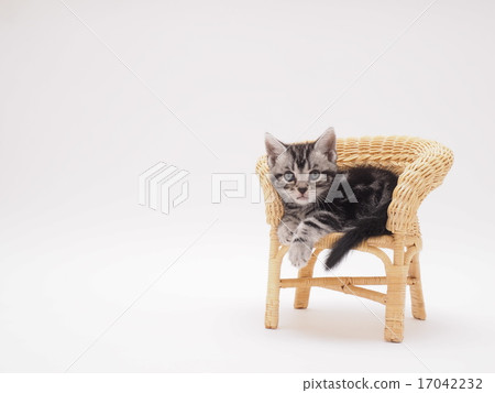 在藤條椅子的一隻美國短髮小貓 17042232