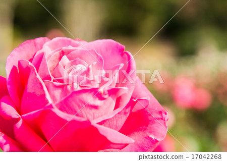 玫瑰 玫瑰 17042268