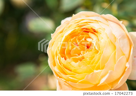 玫瑰 玫瑰 17042273