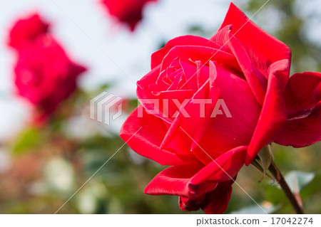玫瑰 玫瑰 17042274