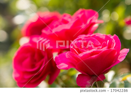 玫瑰 玫瑰 17042286