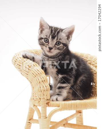 An American short hair kitten on a rattan's chair 17042294