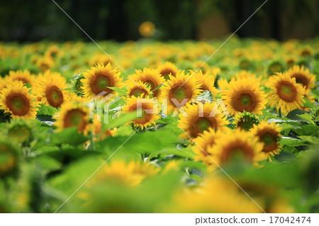 向日葵5228 17042474