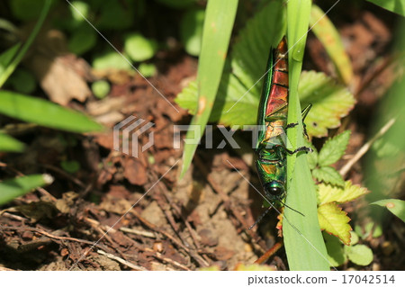 Yamato Tamamushi Yamato Tamamushi 17042514