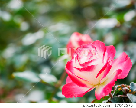 玫瑰 玫瑰 17042576