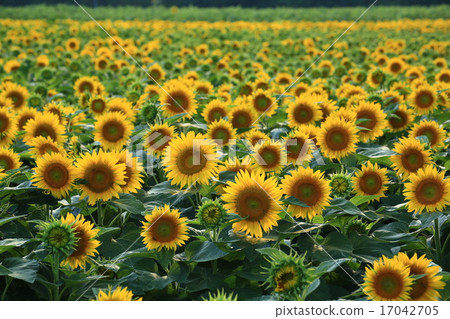 Sunflower 5398 17042705