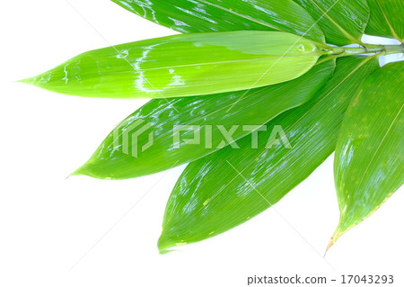 Kumasasa Kumasasa 17043293