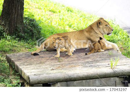 Twin Lion and Mother Twin Lion and Mother 17043297