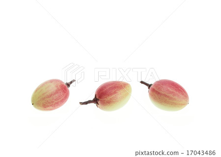 Carissa carandas L. tropical fruit isolated 17043486