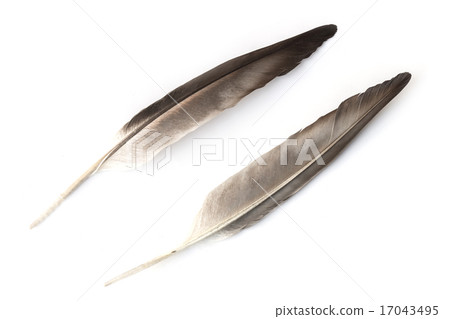 Close up detail of bird feather isolated on white 17043495