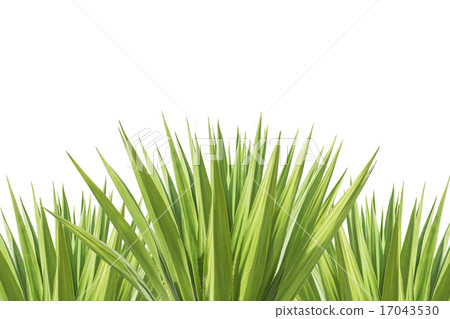 Close up green agave plant isolated on white 17043530