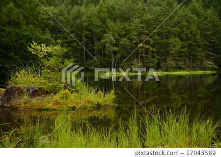 神社池塘 神社池塘 17043589
