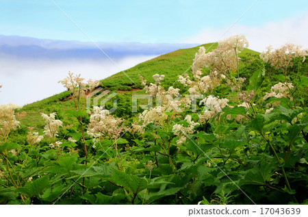 Hokkaido Rebun Island Trekking Hokkaido Rebun Island Trekking 17043639