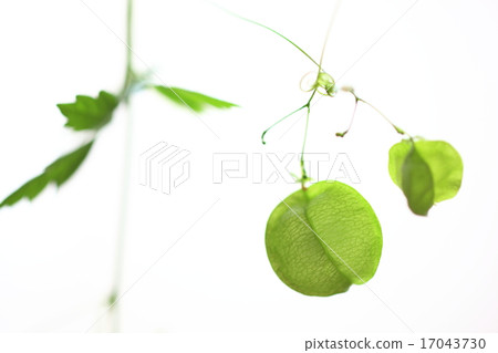 富森克魯茲 17043730