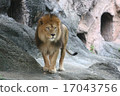 lion 17043756