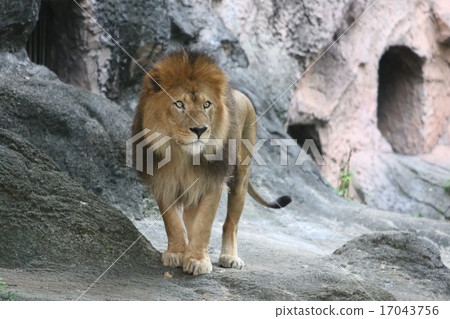 lion lion 17043756