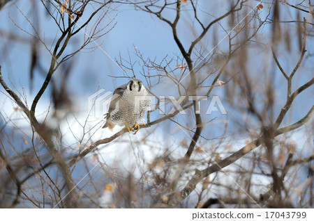 Falcon Falcon 17043799