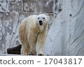 Polar bear 17043817