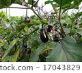 eggplant  17043829