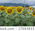 Sun Flower  17043833