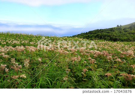 Hokkaido Rebun Island Trekking Hokkaido Rebun Island Trekking 17043876