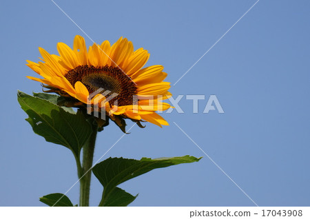 Sunflower of one wheel 17043908