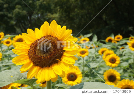 Flower field of sunflower 17043909
