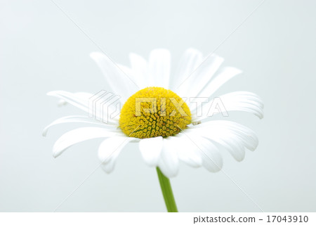 French Giku 17043910