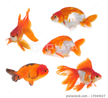 gold fish isolated on white gold fish isolated on white 17044027