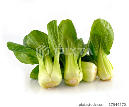 Bok choy (chinese cabbage) isolated on white 17044270