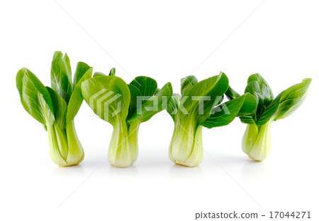 Bok choy (chinese cabbage) isolated on white 17044271