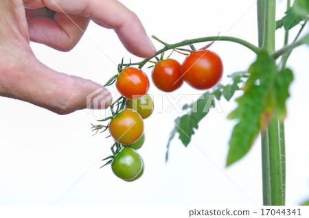 Mini Tomato Mini Tomato 17044341