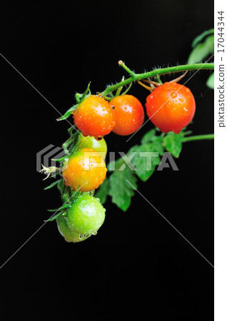 Mini Tomato Mini Tomato 17044344