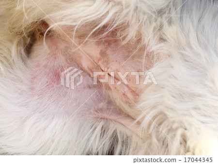 Dog sterilization Dog sterilization 17044345