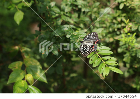 紅臉紅龜 紅臉紅龜 17044554