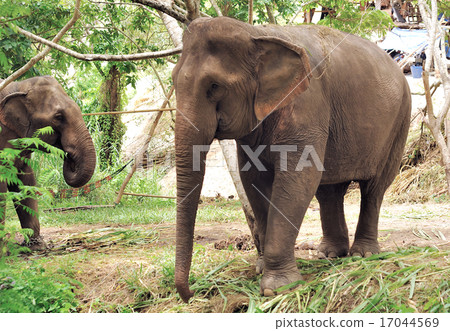 Asian Elephant 17044569