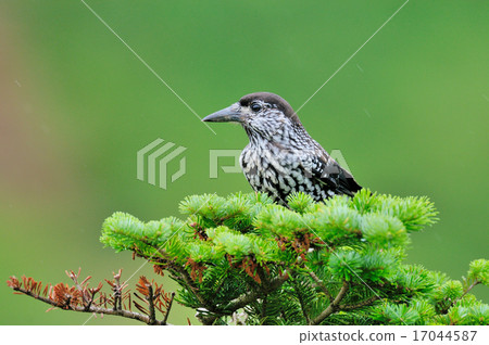 Hoshigarasu 1 17044587