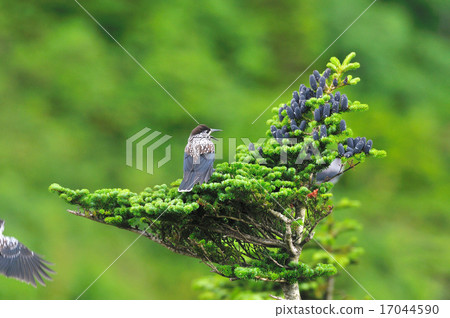 Hoshigaras 4 Hoshigaras 4 17044590