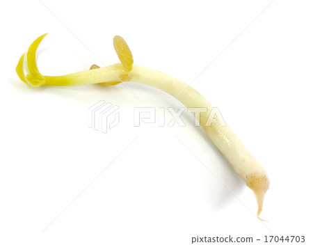 Single mung bean sprout isolated on white Single mung bean sprout isolated on white 17044703