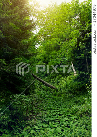 Green leafy forest 17044979