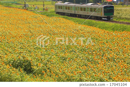 Karasuyama line and sunflower field Karasuyama line and sunflower field 17045104