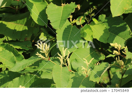 沿著某個國家公路的一群Itadori。 沿著某個國家公路的一群Itadori。 17045849