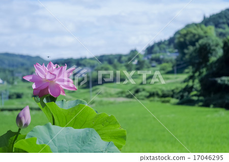 Lotus and satoyama 17046295