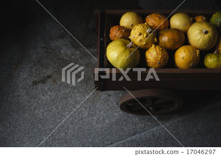 Squash's coach 17046297