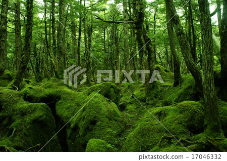 苔蘚森林 17046332