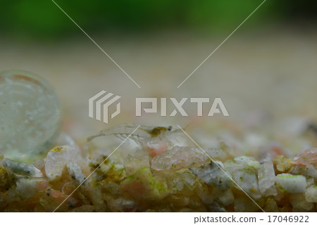 Walking of Minamino Shrimp Walking of Minamino Shrimp 17046922