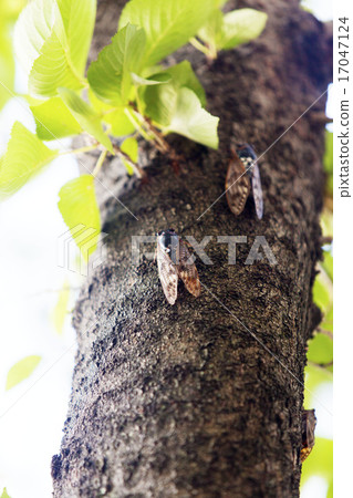 Cicadas 17047124