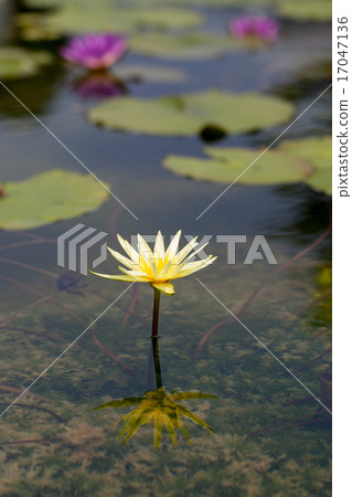 Water lily 17047136