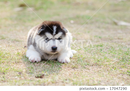 Cute siberian husky puppy on green grass 17047290