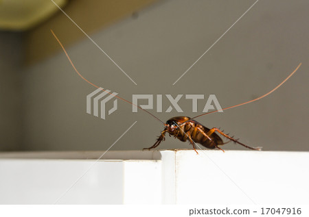 Close up a cockroach on white cupboard 17047916